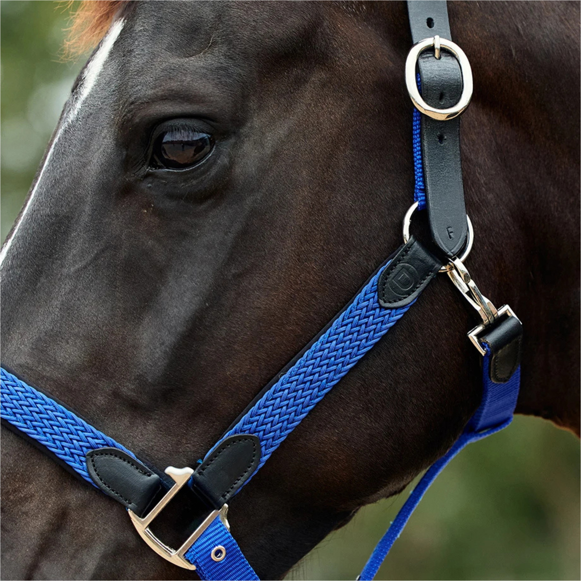 2026 Dublin Vlechtleder Halster 1031532 - Cobalt